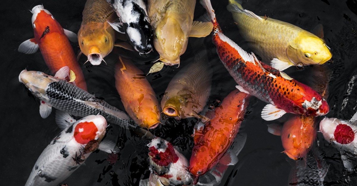 Keeping and Caring for Koi Fish